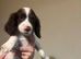 2 English springer spaniel puppies left