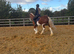 Dell 13.2hh Cob Cross Gelding, 3 Years Old