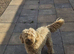 Bailey