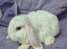 BABY MINI LOPS
