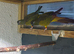 2 Pairs of Patagonian Conures