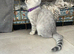 READY NOW British Shorthair Kitten