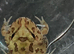 Pac-Man (Horned) Frog babies cb26