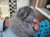 Beautiful Mini lop looking good a home