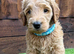 Sunning littler of Australian Double Doodles from Health screened parents