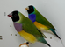 Beautiful pair of Gouldian finches