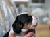Beautiful working cocker spaniel puppies