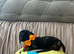5Miniature duschund puppies