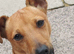 9 Month old Miniature Jack Russel looking for the forever home