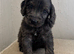 Stunning Cockapoo Puppy’s - Ready Now!