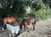 Wanted 6 stables