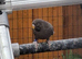 Blackface blackwing young budgie