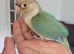 Hand tame conure