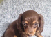 Long haired Mini Dachshund