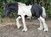 MR T the Colt foal