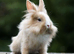 A lionhead doe or mini lop doe