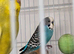 Various budgies