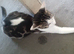 RARE BLACK TABBY KITTENS
