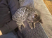 2 stunning Bengal kittens ready now