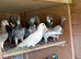 Pigeons