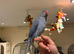 Parrots!