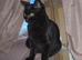 Rare Cinnamon British Shorthair