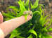 Viper Geckos at Birmingham Reptiles
