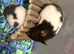 Beautiful baby Syrian hamsters