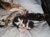 Beautiful Norwegian Forest Cat X Kittens