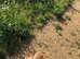 Chihuahua puppy