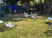 Emdem geese