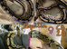 Female Wild type Royal Python - Tequilla