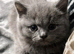 2 chunky Blue male and lilac female left bsh