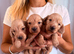 Longhair Miniature dachshund