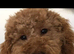 Cockapoo Puppies