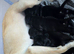 4 chunky boy frenchbulldog x labrador READY IN 8 DAYS