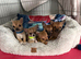 Pomchi Puppies Looking for Their Forever Homes