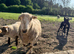 Welsh Mountain Ewes mum and daughter