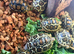 Leopard Tortoise Hatchlings
