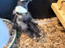 Polish chicks mixed ages