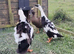 INDIAN RUNNER DUCK HATCHING EGGS