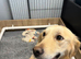 6 beautiful golden retriever boys