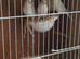 Sattinet canaries