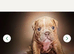 5 girl puppies