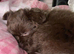 Chocolate long haired gorgeous girl