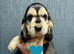 KC reg show type Cocker Spaniel Puppies from DNA tested parents