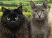 Tabby Kittens