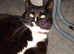 Tuxedo female cat for rehoming