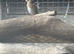 Goldfinch muld