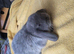 Mini lop
